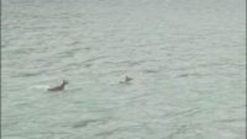 「流れの速い所に飛び込んでいった」　珍光景！？舟下りの船頭が天竜川を泳ぐシカ撮影　SNSで話題に【長野】