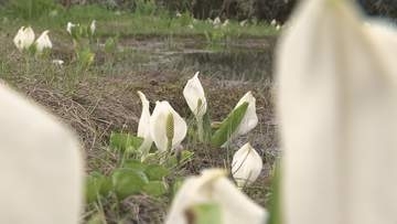 「圧倒された」　栂池自然園でミズバショウ見頃　約4万株が咲き誇る　例年より3週間ほど早い【長野・小谷村】