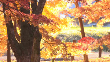 「朝の光に照らされている紅葉を見に…」岡谷市の出早公園の紅葉見頃【長野】