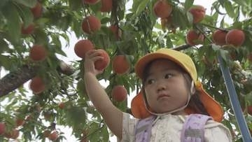 須坂市発祥の果物「ワッサー」地元園児が収穫体験　モモとネクタリンの自然交配で誕生　「サクッ」とした食感ジューシーな味わいが特徴【長野】