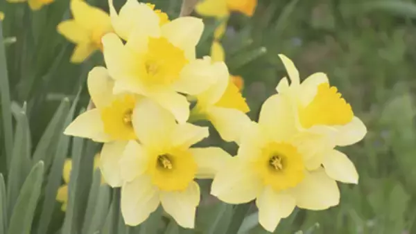 30種類以上のスイセンが見頃…長野市戸隠で企業の研修施設を一般公開　約7800平方メートルの敷地に500種類以上の花【長野】