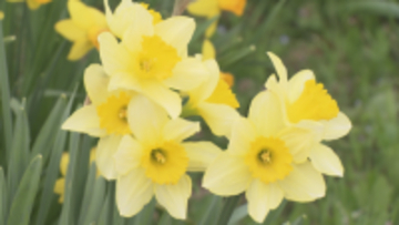 30種類以上のスイセンが見頃…長野市戸隠で企業の研修施設を一般公開　約7800平方メートルの敷地に500種類以上の花【長野】