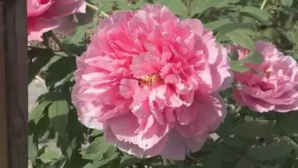 「ぼたん寺」伊那市の遠照寺　和傘の下 色鮮やかな大輪の花が見頃に　約180種1500株　40年余り前 住職の母が３株植えたのが始まり　地域の人も協力して手入れ行う【長野】
