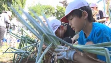 小学生が信州の伝統野菜「松本一本ねぎ」の植え替えを体験　植え替えることで柔らかく甘いネギに…【長野・松本市】