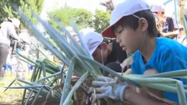 小学生が信州の伝統野菜「松本一本ねぎ」の植え替えを体験　植え替えることで柔らかく甘いネギに…【長野・松本市】