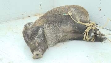 上田市の空き地でイノシシ１頭捕獲　朝から目撃情報相次ぐ　迷い込んだか【長野】