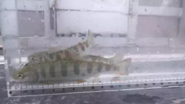 伊那市の児童がアマゴの稚魚放流　川の環境維持を目指す　「ずっときれいな川であり続けて」　稚魚は1～2年後に成魚になり産卵【長野】