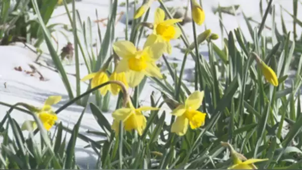 スイセンの根元に雪「春が遠のいた感じ」県内22の観測地点で氷点下　日中は平年並みに【長野】