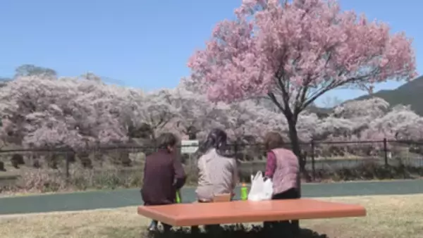 サクラの高齢化　美しい風景を後世へ…　樹木医の診断・苗木の植樹　各地で進む保全活動【長野】