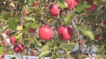 【特集】信州リンゴ最前線！びっくり！驚きなのは、その中身…。信州生まれの新しいリンゴ　温暖化で新たな取り組みも【長野】
