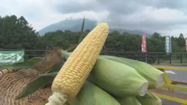 甘味が強くて人気　信濃町産のトウモロコシが旬迎える　直売所には開店前から長い列　1日5800本ほどを売り上げた日も　9月上旬まで販売【長野】