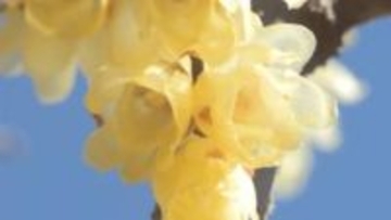 「見事。ウキウキしますね」春告げる黄色　ロウバイ見頃　飯田市元善光寺【長野】