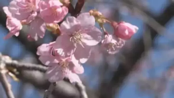 去年より1か月早く春が来た♪　南信濃で河津桜が開花　見頃は3月10日以降か【長野】