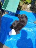 「【画像あり】「住宅や店の敷地内にクマがいる」体長１ｍほどのクマ出没…麻酔銃で捕獲　けが人なし【長野・原村】」の画像1