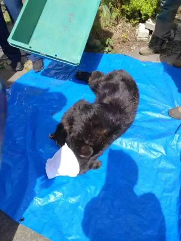 【画像あり】「住宅や店の敷地内にクマがいる」体長１ｍほどのクマ出没…麻酔銃で捕獲　けが人なし【長野・原村】