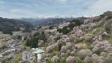 「絶景ドローン映像！残雪の北アルプスと山肌を染め上げる満開のサクラ【長野・小川村】」の画像1