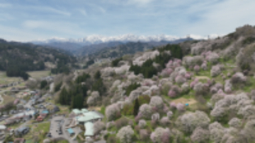 絶景ドローン映像！残雪の北アルプスと山肌を染め上げる満開のサクラ【長野・小川村】