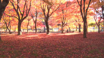赤やオレンジ色に輝く紅葉　約600本のモミジ　冷え込みで色づき進む　出早公園の紅葉見頃　【長野・岡谷市】