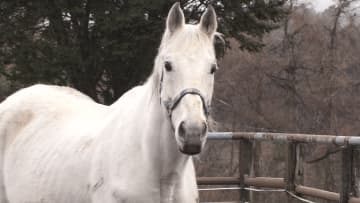 【特集】今年は「午年」馬の世話から乗馬体験まで！子どもたち対象「牧場合宿」の魅力　勝負の世界を引退したサラブレッドたちは今…【長野】