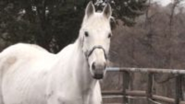 【特集】今年は「午年」馬の世話から乗馬体験まで！子どもたち対象「牧場合宿」の魅力　勝負の世界を引退したサラブレッドたちは今…【長野】