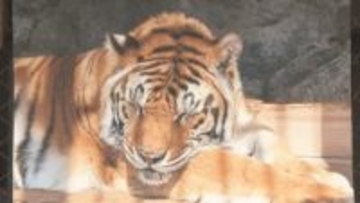 国内最高齢のトラ「臥桜(がお）」天国へ　人間の年齢に換算すると100歳近く　穏やかな性格　須坂市動物園で17年間過ごす　来園者からは惜しむ声…【長野】