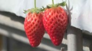 シーズン到来！大粒で甘いイチゴ　喬木村のイチゴ狩りにぎわう　3種類のイチゴ食べ比べて…【長野】