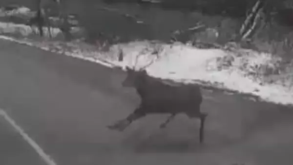 「空から何か物が落ちてきた感じ。ドスンと」シカとみられる野生動物と乗用車が衝突　動物は立ち上がり走り去る　衝撃で車は破損　野生動物とぶつかった時どうする？【長野・松本市】