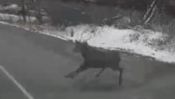 「空から何か物が落ちてきた感じ。ドスンと」シカとみられる野生動物と乗用車が衝突　動物は立ち上がり走り去る　衝撃で車は破損　野生動物とぶつかった時どうする？【長野・松本市】