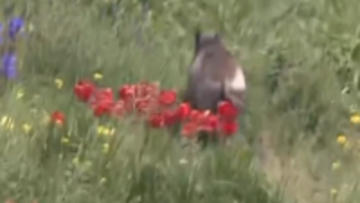 長野市裾花川の河川敷に体長１メートルのイノシシ出没　JR長野駅から西へ800メートル　川沿いを北上し山へ逃げたか　今後も出没の可能性あり注意を【長野】