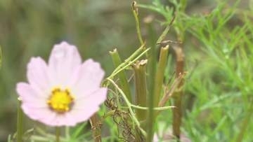 満開迎えるはずが…約30万株が全滅　佐久市のコスモス園　シカに食い荒らされたか　支配人「来年以降はきちんと咲かせたい」【長野】