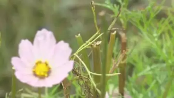 満開迎えるはずが…約30万株が全滅　佐久市のコスモス園　シカに食い荒らされたか　支配人「来年以降はきちんと咲かせたい」【長野】