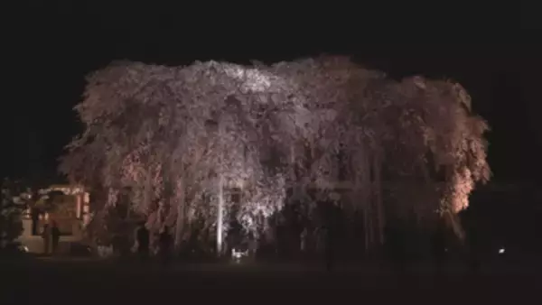 過去20年間で最も早い開花　ライトアップで幻想的に　満開のシダレザクラと古い木造校舎【長野・飯田市】