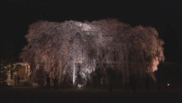 過去20年間で最も早い開花　ライトアップで幻想的に　満開のシダレザクラと古い木造校舎【長野・飯田市】
