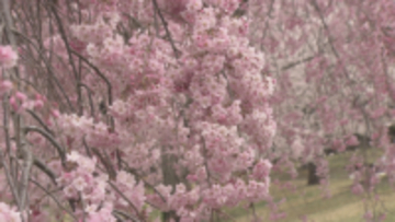 【信州花盛り】お花見まだ間に合うスポットは？　サクラの季節は駆け足で…散りゆく姿も美しく…【長野】