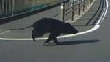 「【事故の瞬間ドライブレコーダー動画あり】「すごい衝撃」クマが走行中の車に衝突　タイヤはパンク自走不能に…近くの小中学校では爆竹などで追い払い　注意呼びかけ【長野・塩尻市】」の画像1