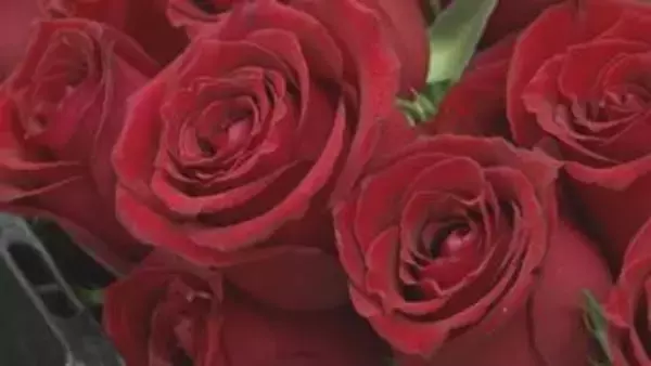 5月10日は「母の日」花の出荷ピーク　今年の傾向は？物価高・原油高の影響大きく【長野】
