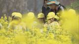 「「いいやま菜の花まつり」を前に…早くも見頃　今年は開花が早く1～2週間早く見頃に【長野・飯山市】」の画像1