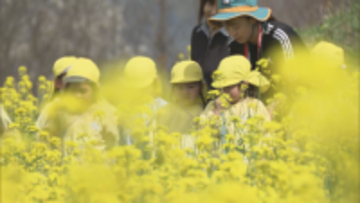 「いいやま菜の花まつり」を前に…早くも見頃　今年は開花が早く1～2週間早く見頃に【長野・飯山市】