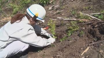 「花粉症がなくなってくれるといいな」県内で初めて県産の“少花粉スギ”を植樹　花粉の量が通常のスギと比べて1％以下【長野】