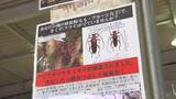 「県内で初確認の特定外来生物クビアカツヤカミキリ　被害確認された佐久市で緊急防除用の農薬配布　農家「駆除して被害を発生させないような対策をしていきたい」【長野】」の画像1
