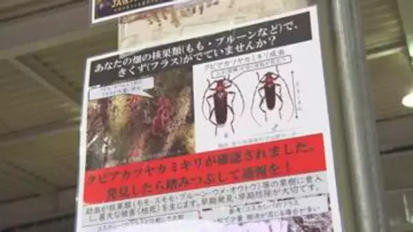 県内で初確認の特定外来生物クビアカツヤカミキリ　被害確認された佐久市で緊急防除用の農薬配布　農家「駆除して被害を発生させないような対策をしていきたい」【長野】