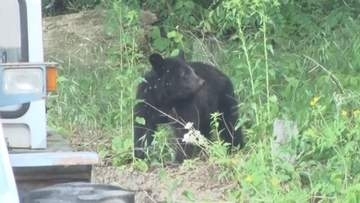 【ツキノワグマ出没注意報】「松本地域」「北アルプス地域」は2週間延長し7月3日までに　今後クマの活動範囲さらに広がる傾向　廃棄野菜や生ごみの管理徹底を【長野】
