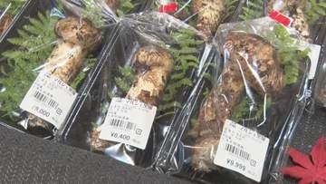 「今年は豊作？！」秋の味覚の王様マツタケのシーズン到来　道の駅は観光客でにぎわう　1パック1万5800円のものも！雨に恵まれ豊作の期待高まる　ピークはシルバーウイークから9月末か【長野・長和町】
