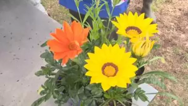 朝から行列！富士見高校で「苗祭り」　高校生が丹精込めて育てた苗8000株を販売【長野・富士見町】