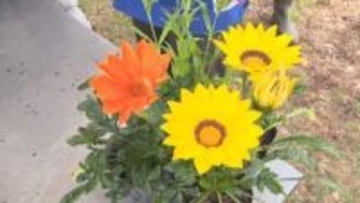 朝から行列！富士見高校で「苗祭り」　高校生が丹精込めて育てた苗8000株を販売【長野・富士見町】