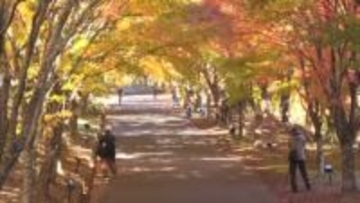 モミジのトンネル　一万本のモミジ色づき進む　「もみじ湖」の紅葉【長野・箕輪町】