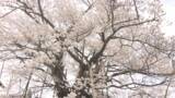 「【特集】樹齢1200年以上「素桜神社の神代桜」後継樹を育てたい　種から「クローン」作る研究　次世代へ【長野】」の画像1