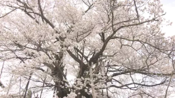 【特集】樹齢1200年以上「素桜神社の神代桜」後継樹を育てたい　種から「クローン」作る研究　次世代へ【長野】