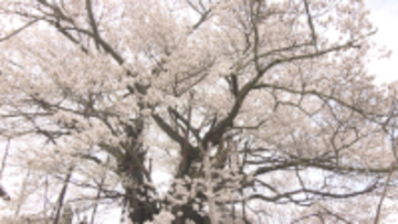 【特集】樹齢1200年以上「素桜神社の神代桜」後継樹を育てたい　種から「クローン」作る研究　次世代へ【長野】