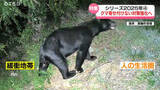 「【特集・シリーズ2025④】雪が降っても出没　相次ぐクマ被害　クマを寄せ付けない対策とは　専門家に聞く今後のクマの動向は…」の画像1